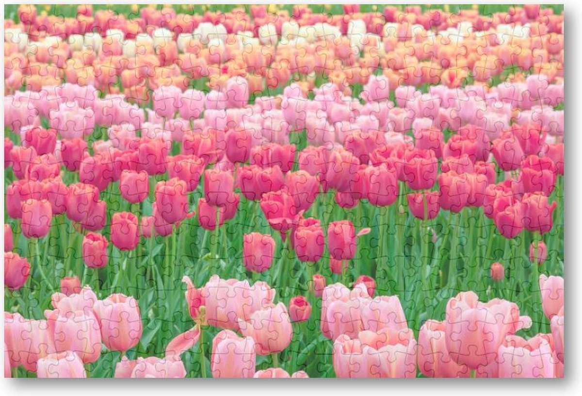 Tulpenveld in Nederland - 252 Stukjes puzzel voor volwassenen - Landschap - Natuur - Bloemen