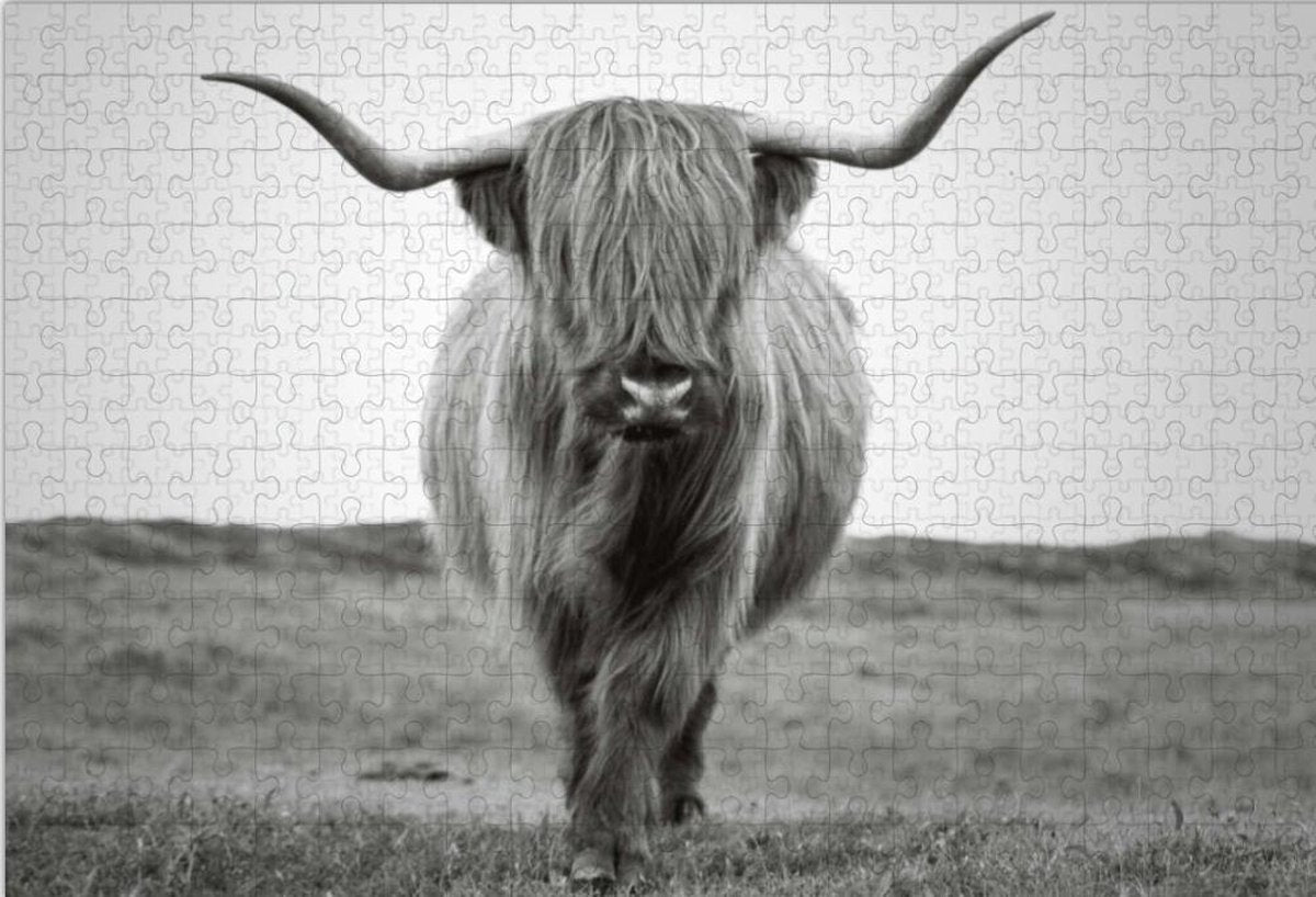 Schotse hooglander in de natuur puzzel  252 stukjes