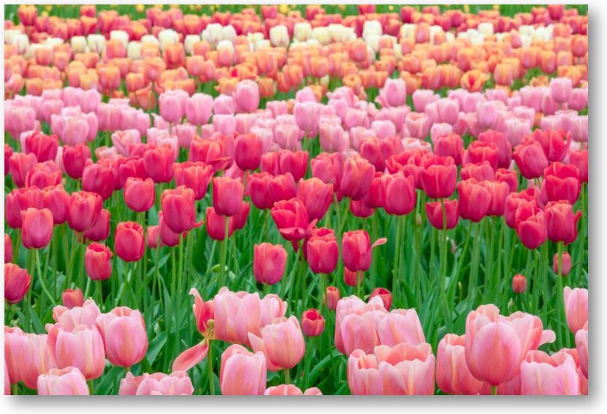 Tulpenveld in Nederland - 1500 Stukjes puzzel voor volwassenen - Landschap - Natuur - Bloemen
