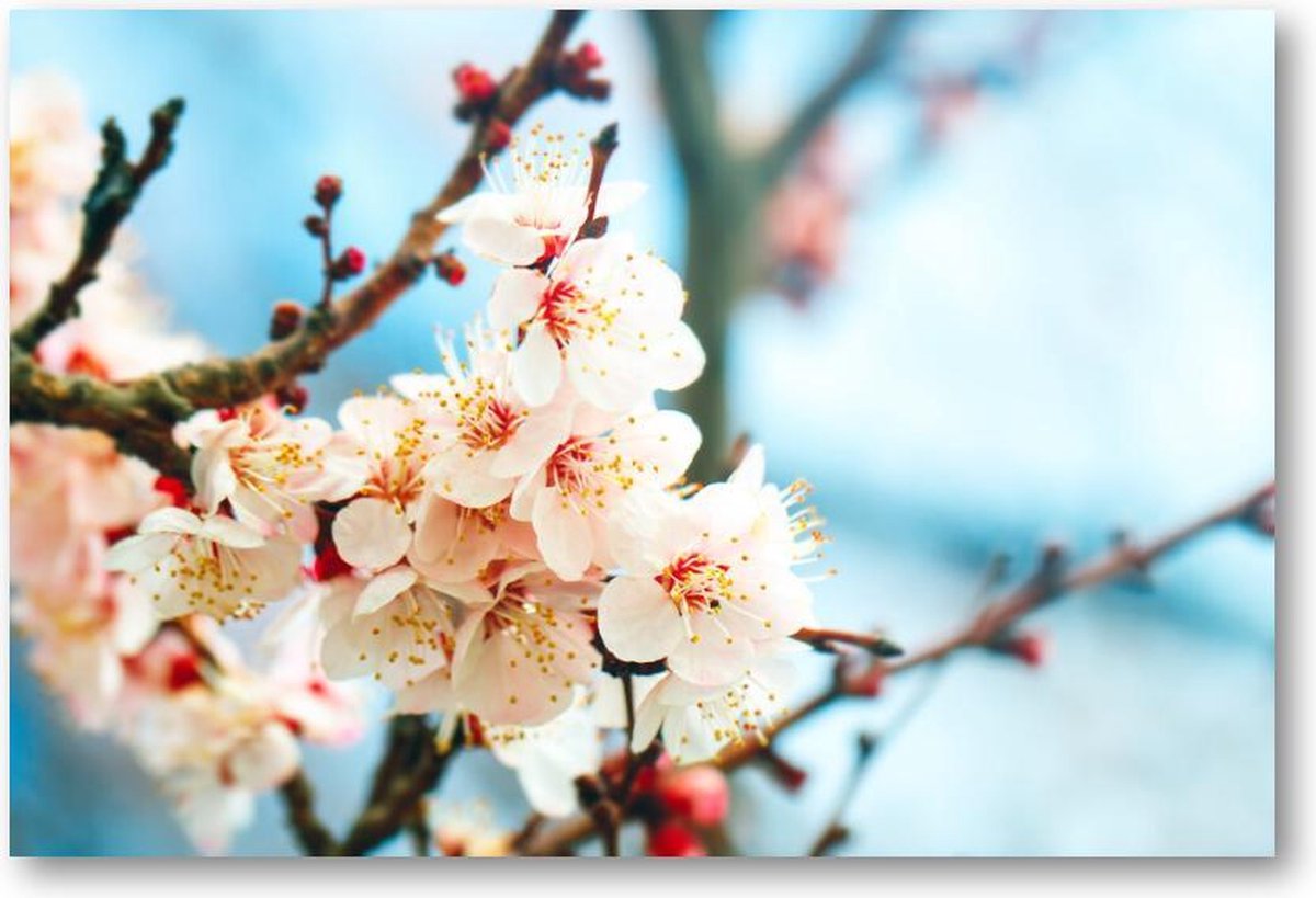 Abrikozenboom met prachtig gekleurde bloemen - 1500 Stukjes puzzel voor volwassenen - Natuur - Bloemen