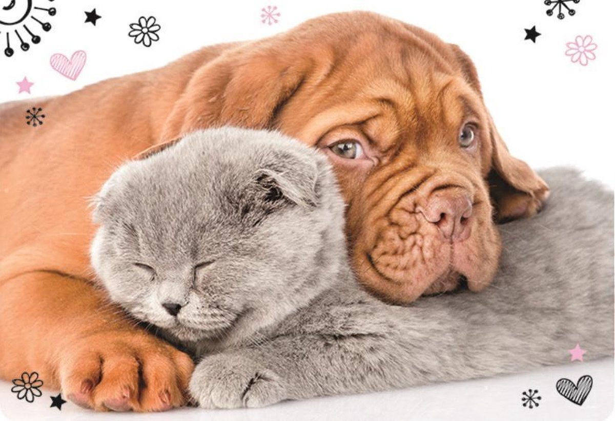 W&o Placemat Hond & Kat  Junior 65 X 45 Cm Wit/bruin/geel