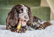Extreme kauwbot Textuur met rund- en kaassmaak - Nylabone - in S/M/L - X-Large