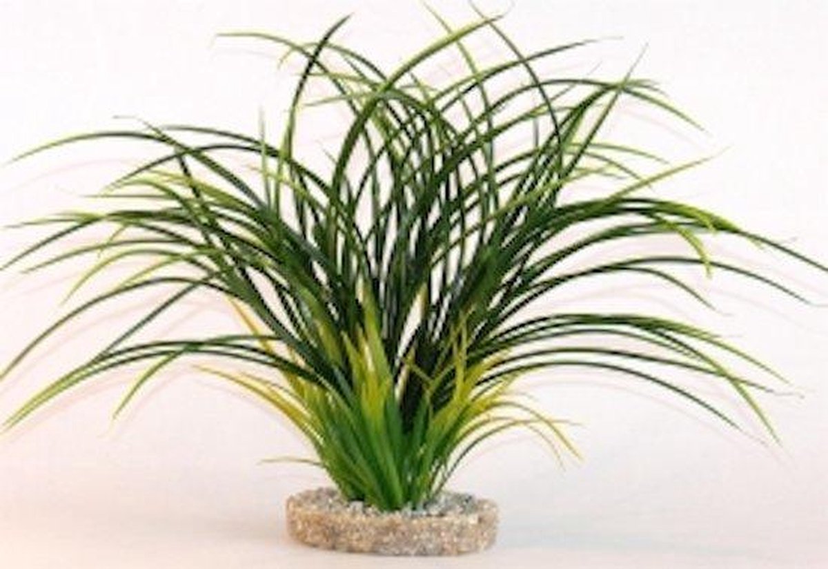 Sydeco gras 30cm