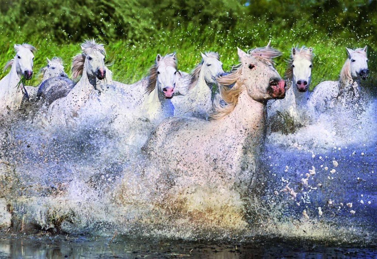 Witte paarden in de Camargue - 1000 stukjes