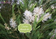 Showtime Shampoo Tea Tree 250ml