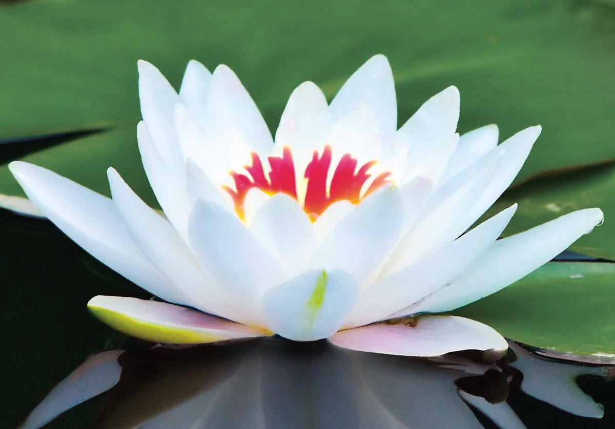 Lotus olie