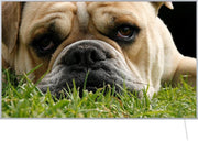 Invroheat infrarood verwarming Boxer Sam - Infrarood verwarmingspaneel warmt snel op en energiezuinig - met thermostaat - 650W