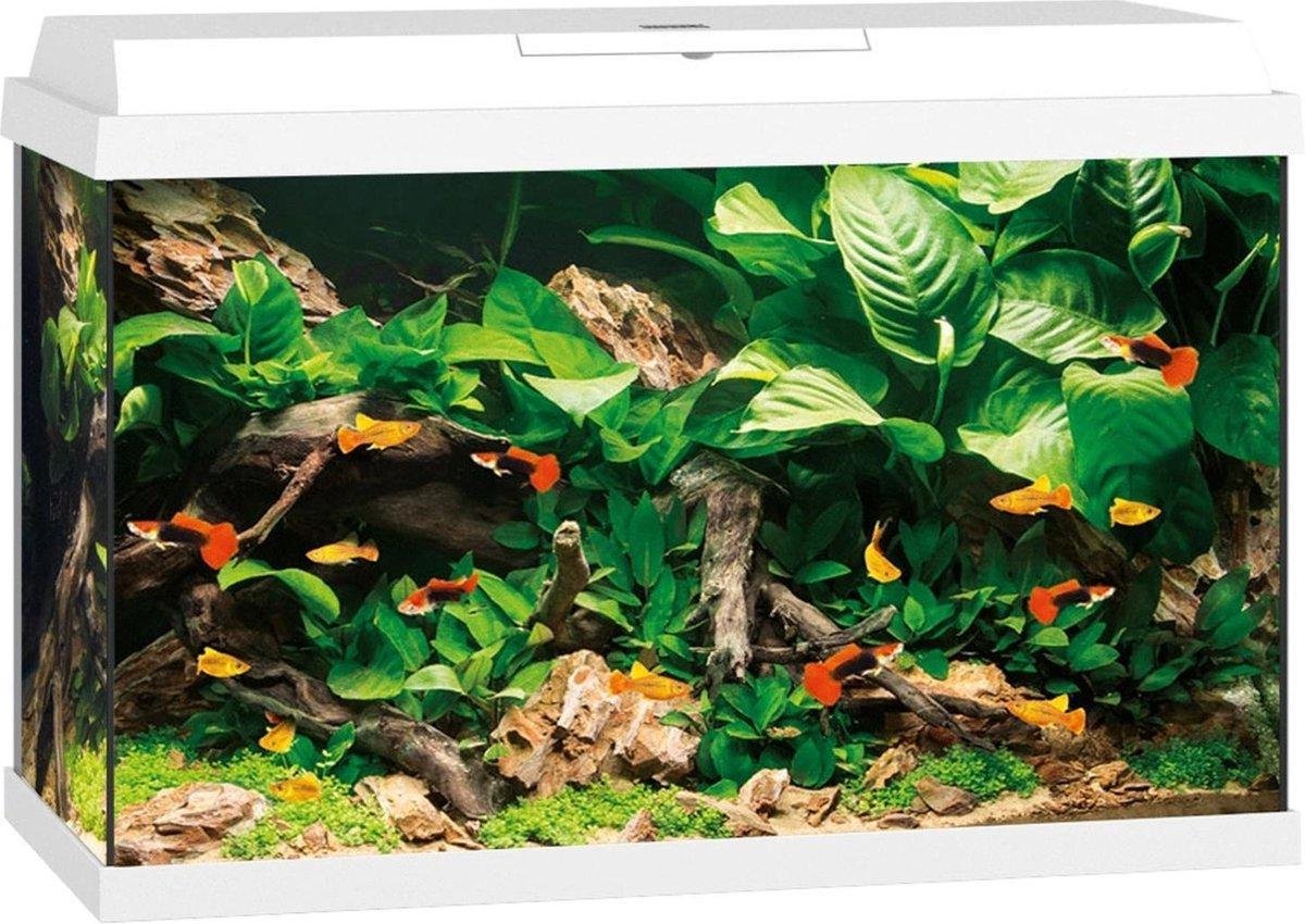 Juwel aquarium primo 70 Wit 61x31x44CM