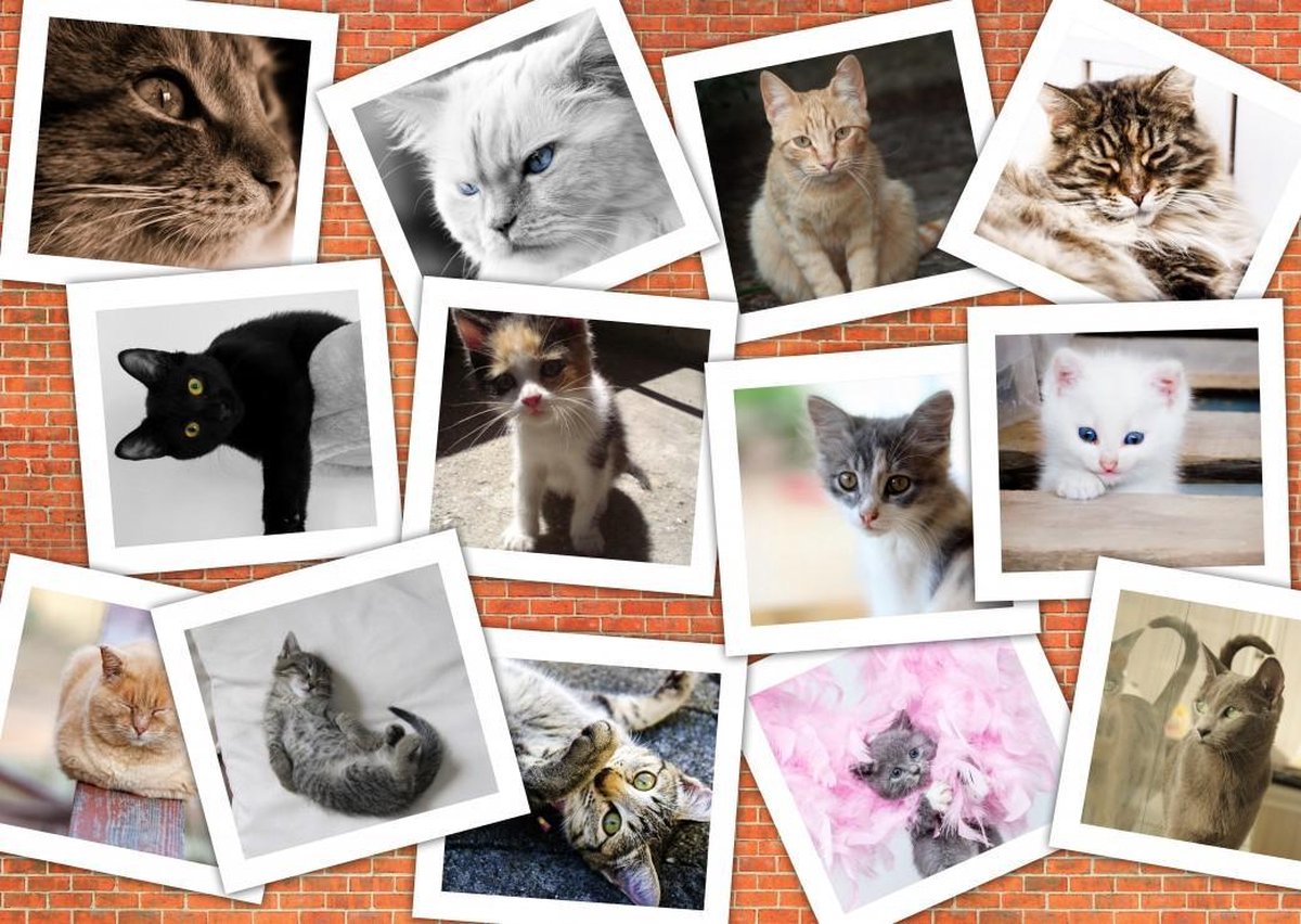 Legpuzzel - 1000 stukjes - Collage  Katten - Grafika puzzel