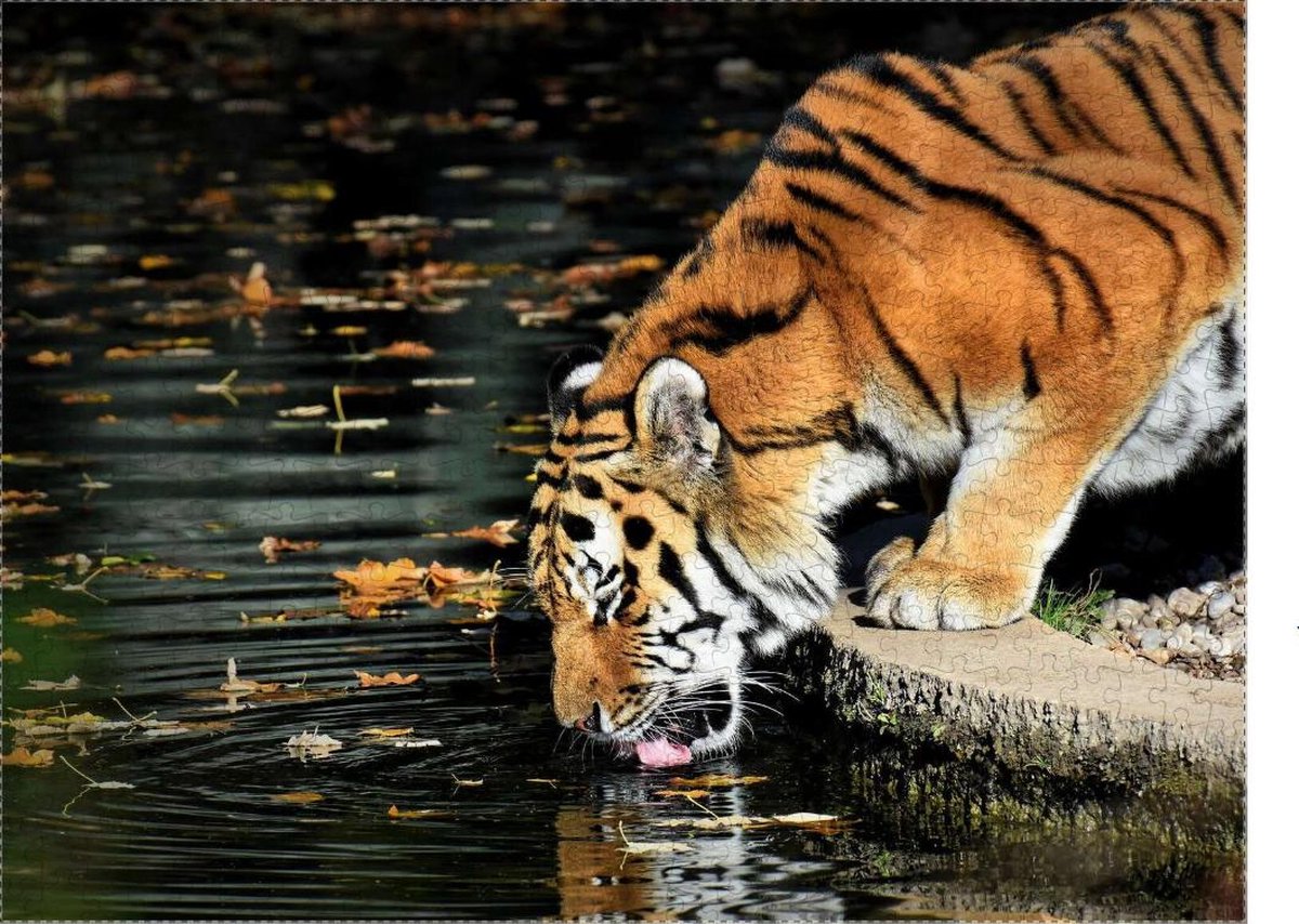 Tijger puzzel 500 stukjes