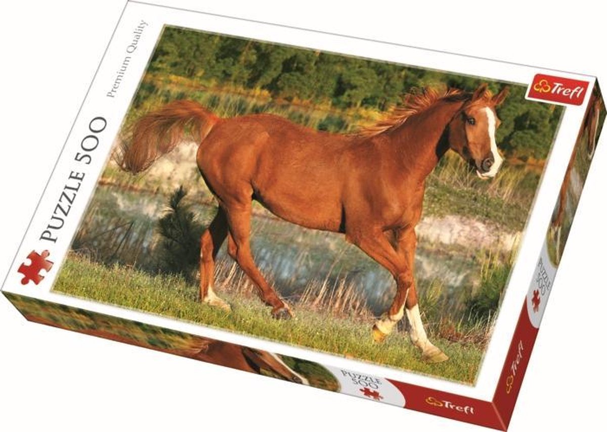De schoonheid van de galop