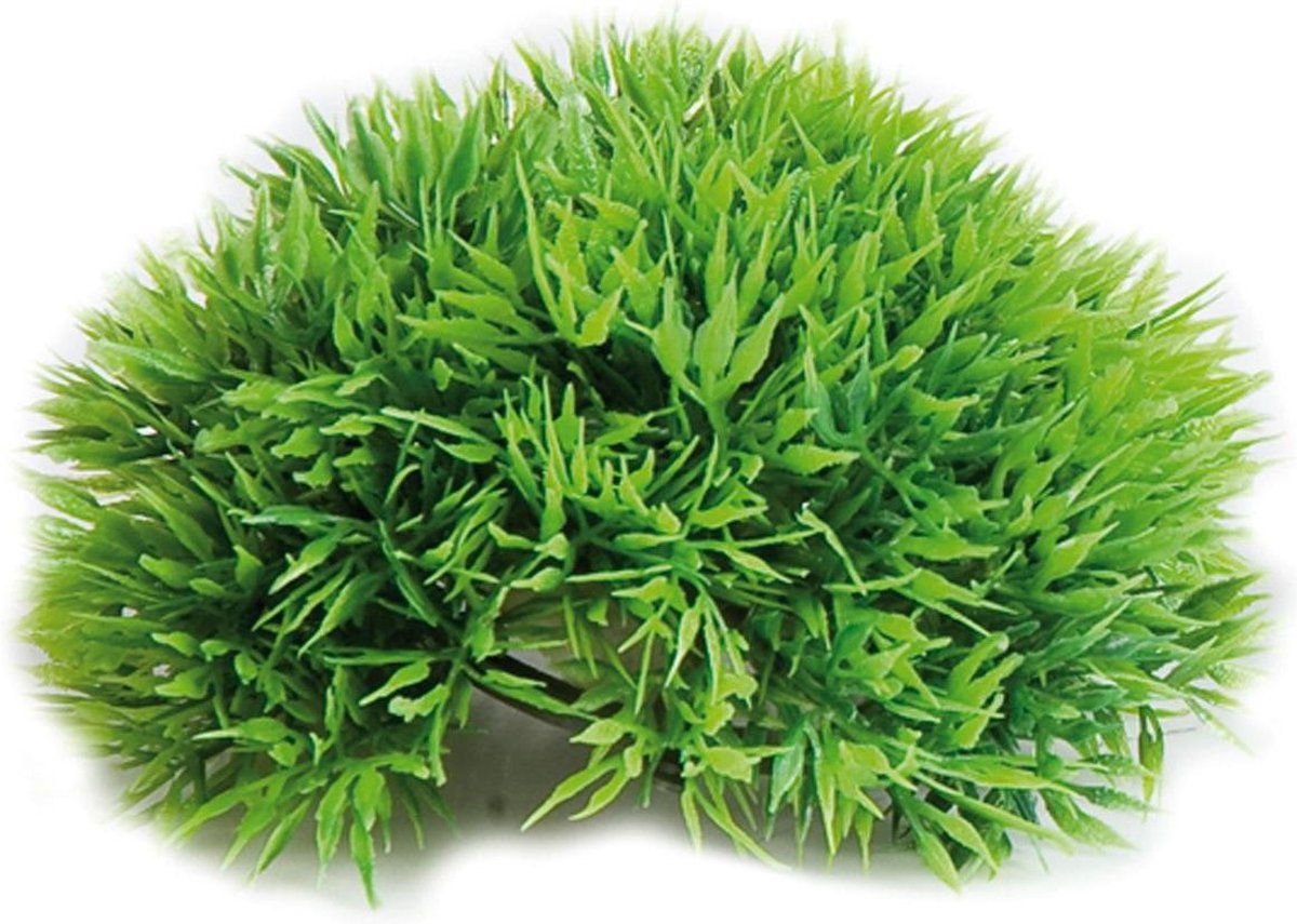 Aquarium plant Halve Mosbal - dia 12 cm