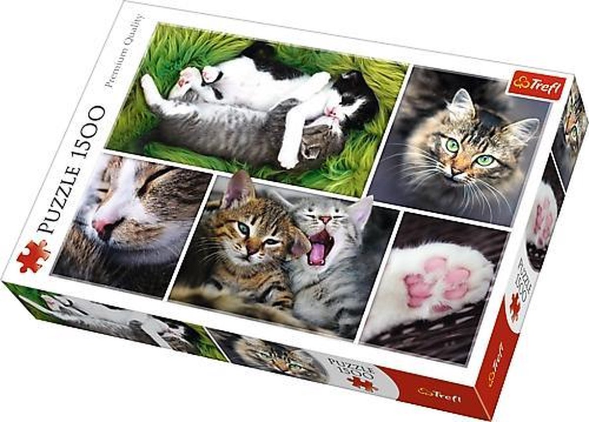 Katten Collage