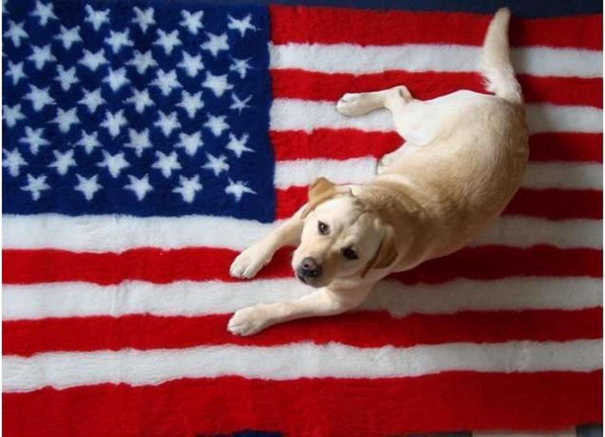 Vetbed Amerikaanse Vlag Latex Anti-Slip 100x75cm