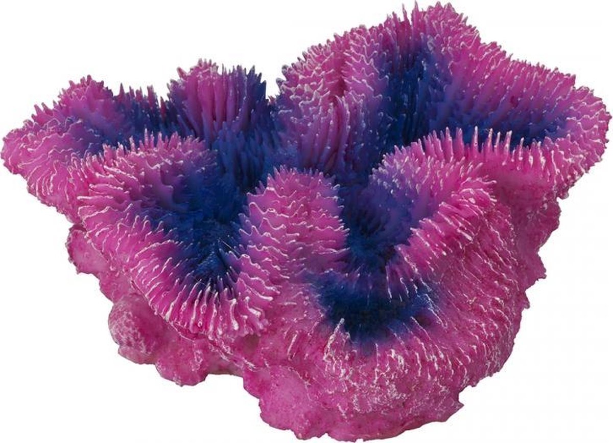 Auqa Della Coraal symphylia Paars 12x5x12CM