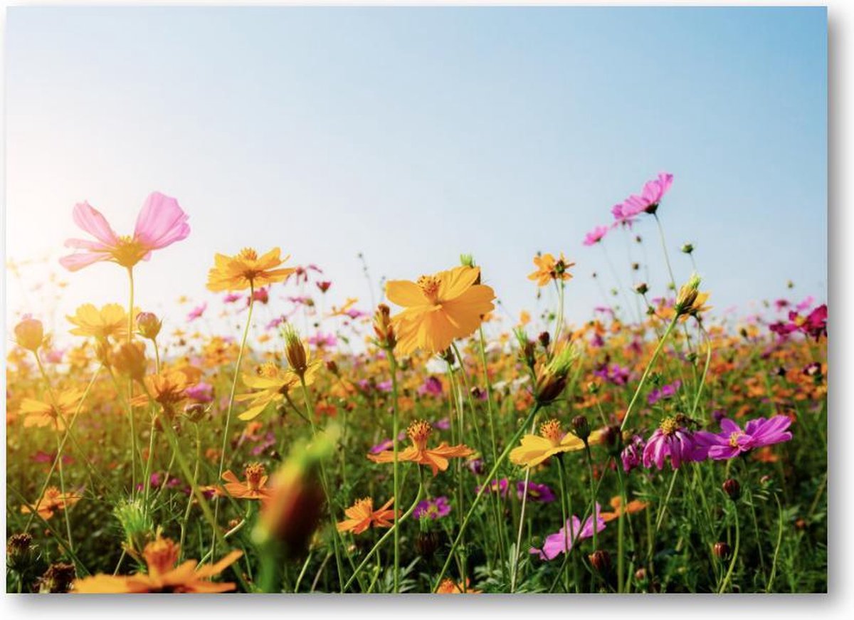 Bloemen in veld met zonsondergang - 120 Stukjes puzzel voor volwassenen - Natuur - Bloemen