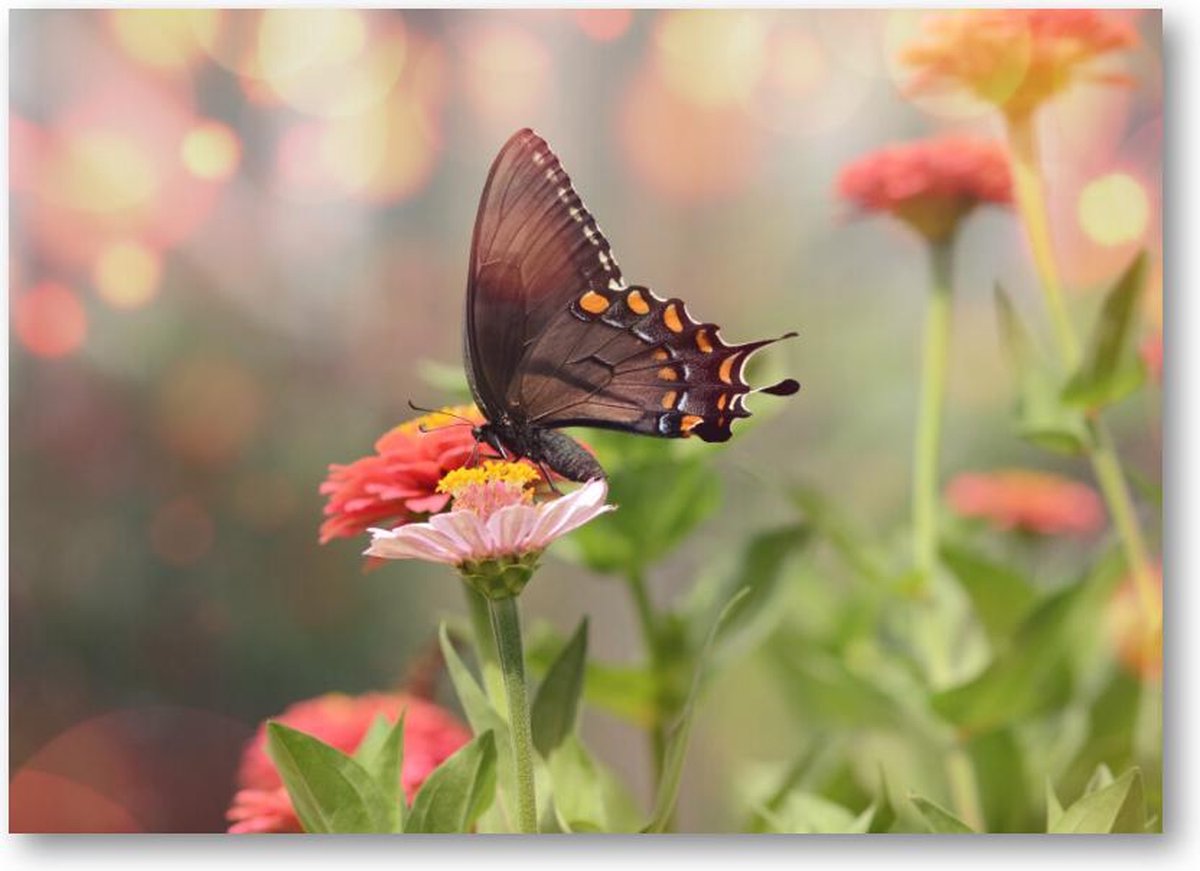 Kleine zwarte satyrium vlinder op een roze bloem - 120 Stukjes puzzel voor volwassenen - Dieren - Natuur - Bloemen
