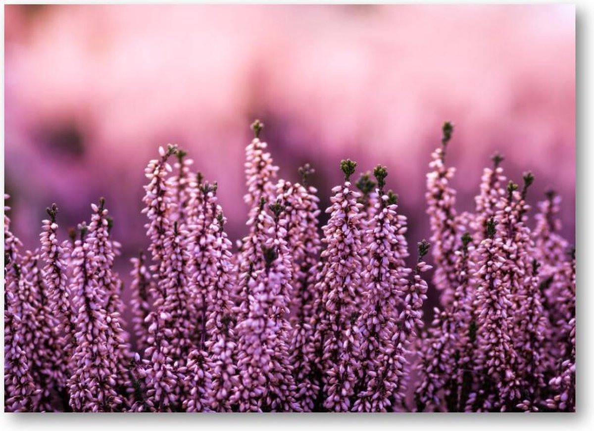 Lavendel in een lavendelveld - 120 Stukjes puzzel voor volwassenen - Natuur - Bloemen