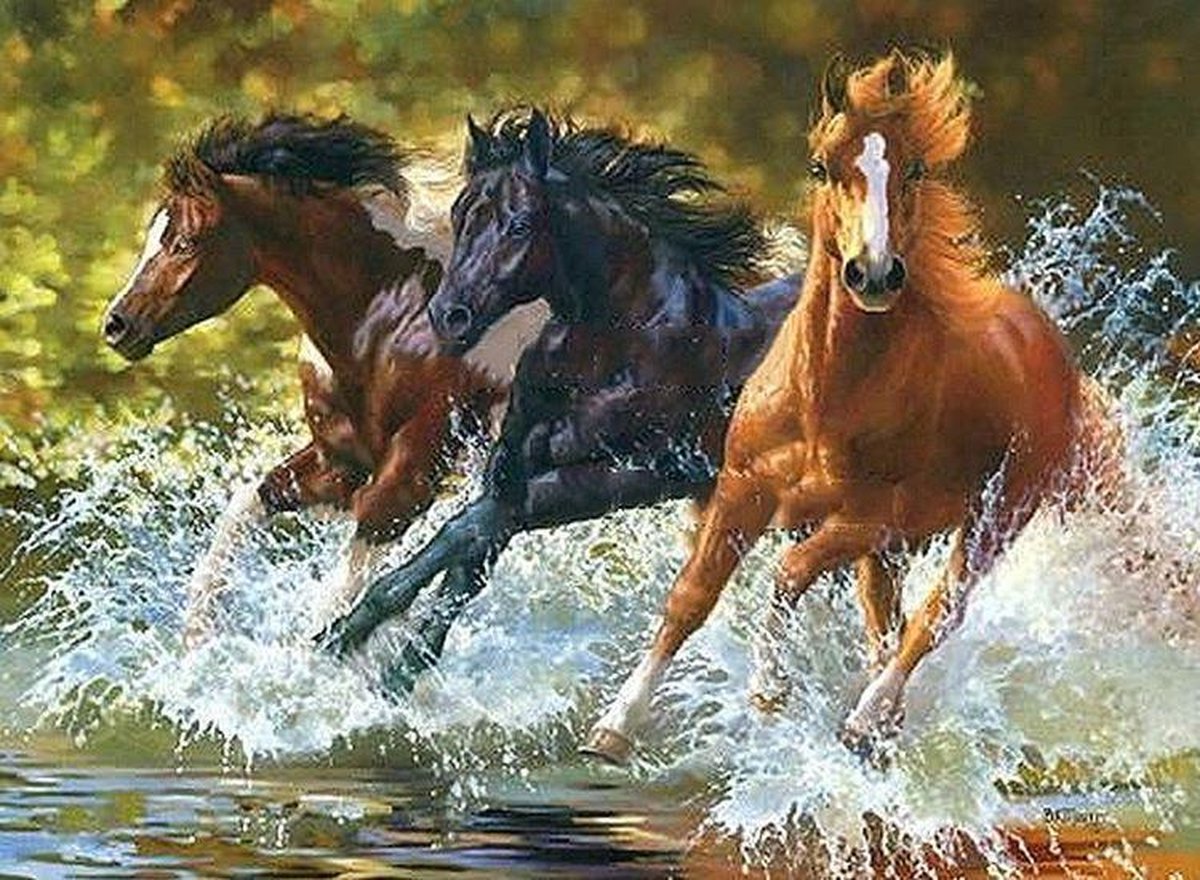 Paint By Numbers - Schilderen op Nummer - Paarden - 50x40cm - Volwassenen & Kinderen - Stipco