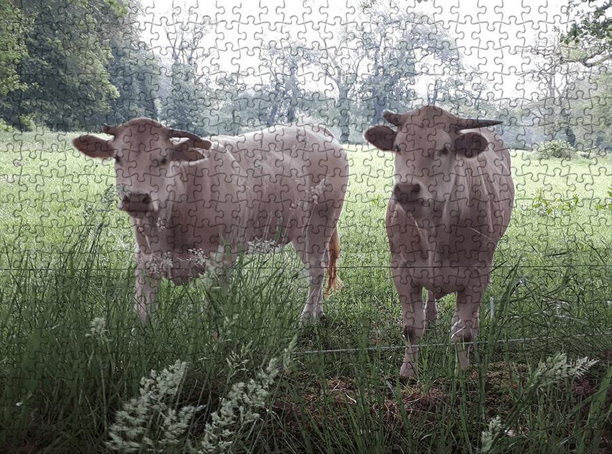 Puzzel | Puzzel dieren | Puzzel 500 stukjes | Puzzel koeien | Puzzel volwassenen (liggend)