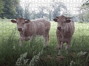 Puzzel | Puzzel dieren | Puzzel 500 stukjes | Puzzel koeien | Puzzel volwassenen (liggend)
