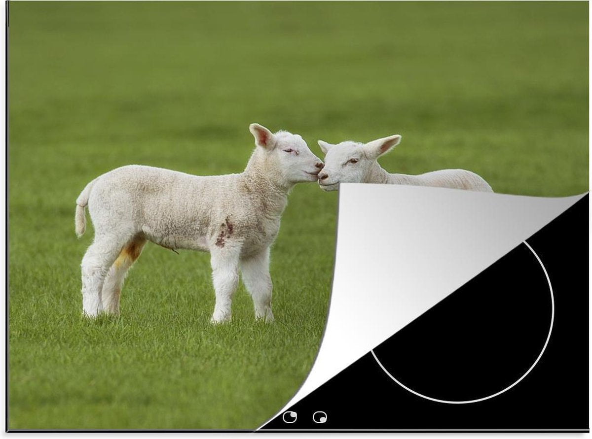 Luxe inductie beschermer Schaap - 60x52 cm - Lammeren begroeten elkaar  - inductiebeschermer