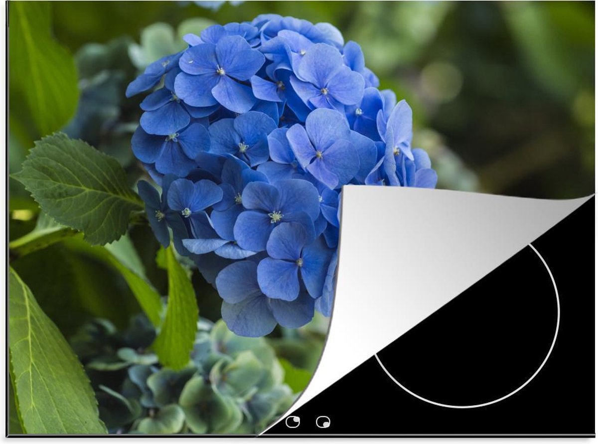 Luxe inductie beschermer hortensia - 75x52 cm - Blauwe hortensia bloem in tuin  - inductiebeschermer