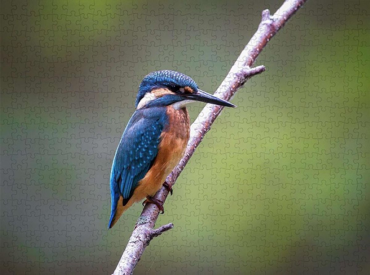 IJsvogel in de Natuur - Lastige Puzzel 500 Stukjes | Vogel - Ijsvogel
