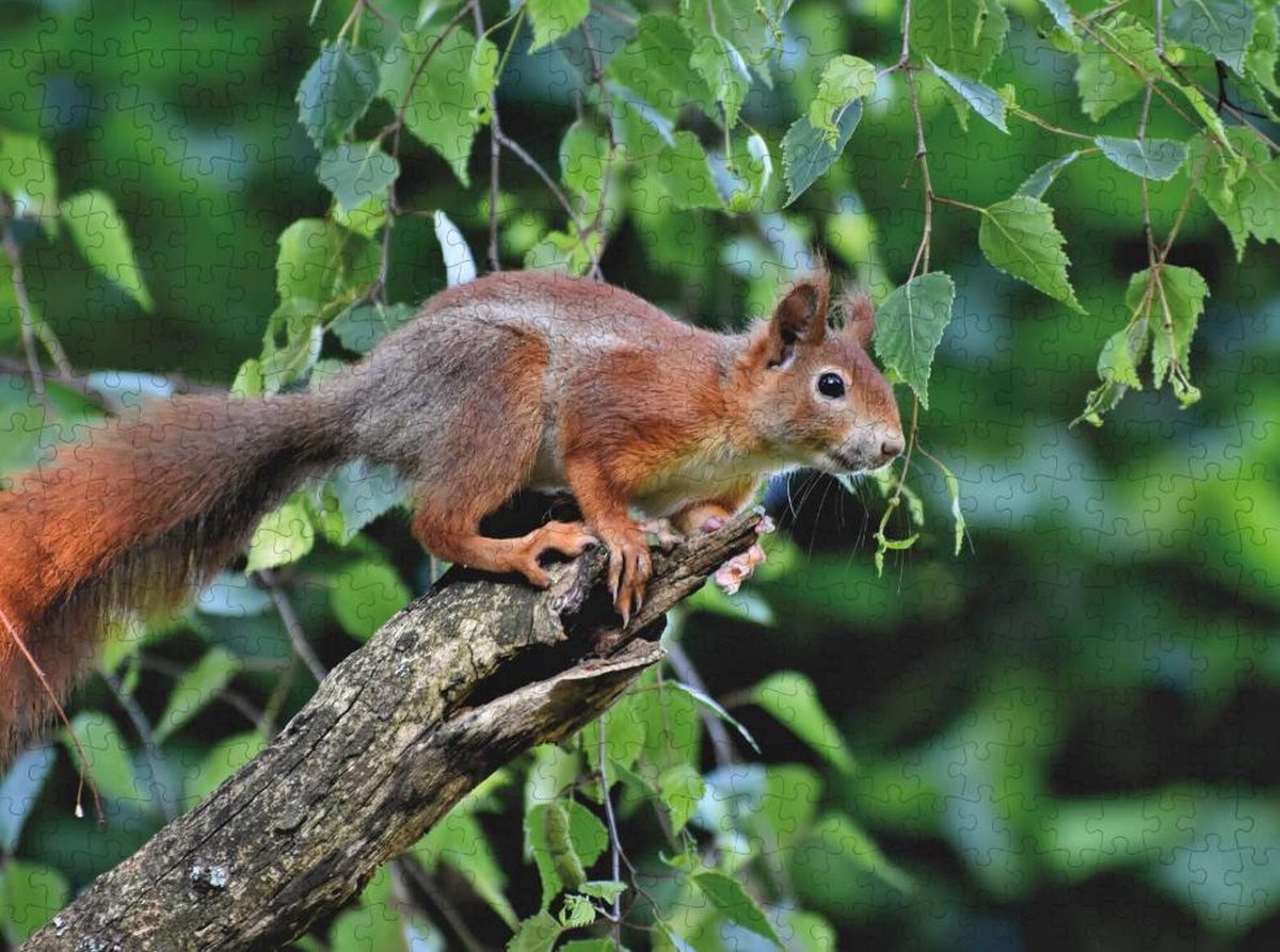 Eekhoorn in het Wilde Leven - Lastige Legpuzzel 500 Stukjes | Eekhoorn - Knaagdier - Bos