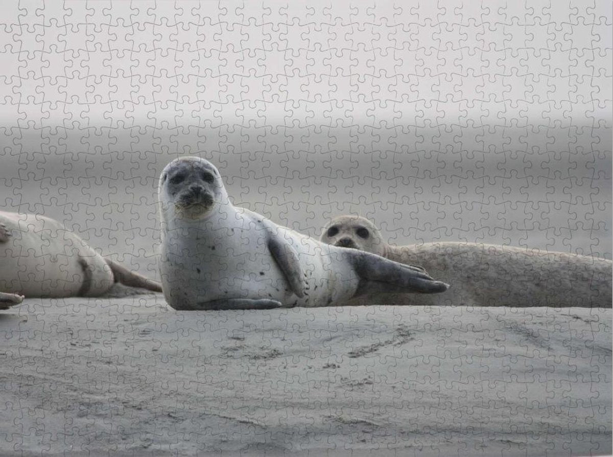 Zeehond in de natuur - Lastige Legpuzzel 500 Stukjes | Strand - Natuur - Grijze Zeehond