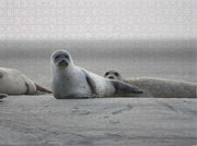 Zeehond in de natuur - Lastige Legpuzzel 500 Stukjes | Strand - Natuur - Grijze Zeehond