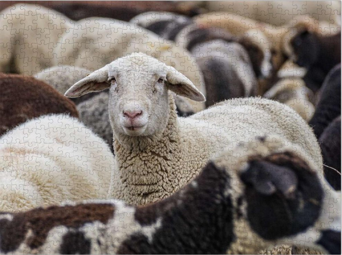 Schaap in Kudde Schapen - Lastige Puzzel 500 Stukjes | Schapen - Dieren
