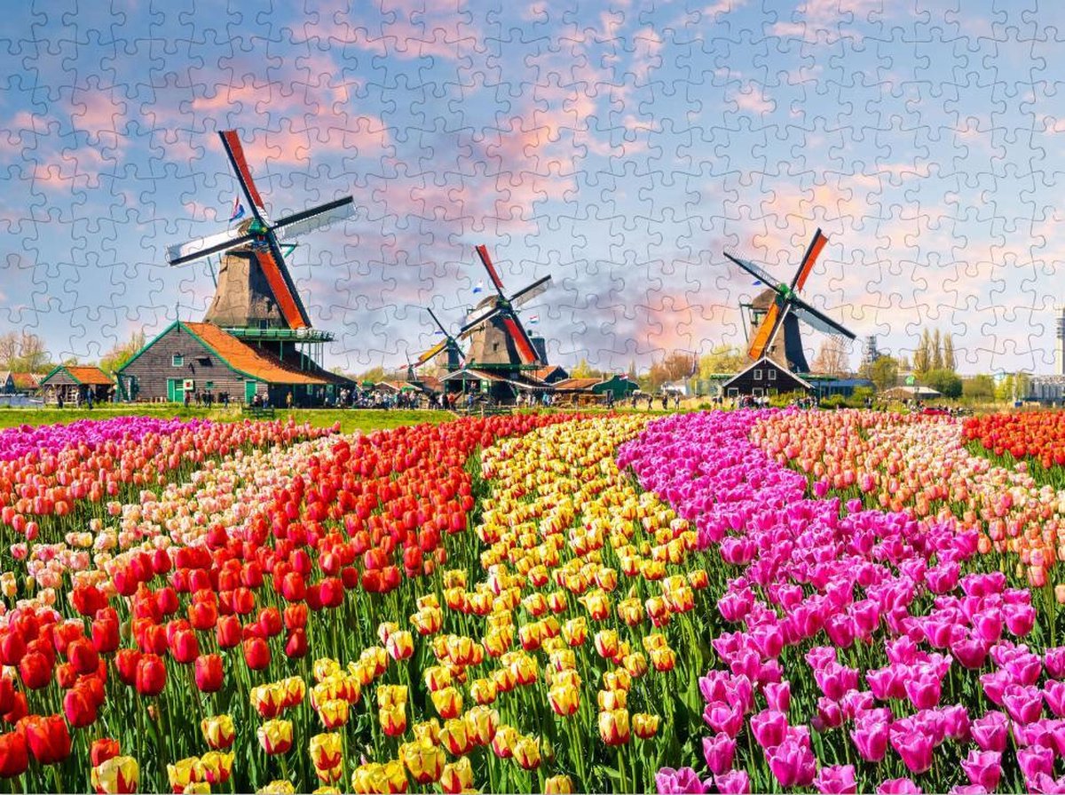 Traditionele Nederlandse Windmolens in de Tulpen - Legpuzzel 500 Stukjes | Zaandam - Tulpenveld - Nederland