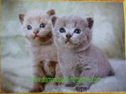 Lenks Diamond painting 2 kittens 40 X 50cm ronde steentjes full paint Diamond Paint
