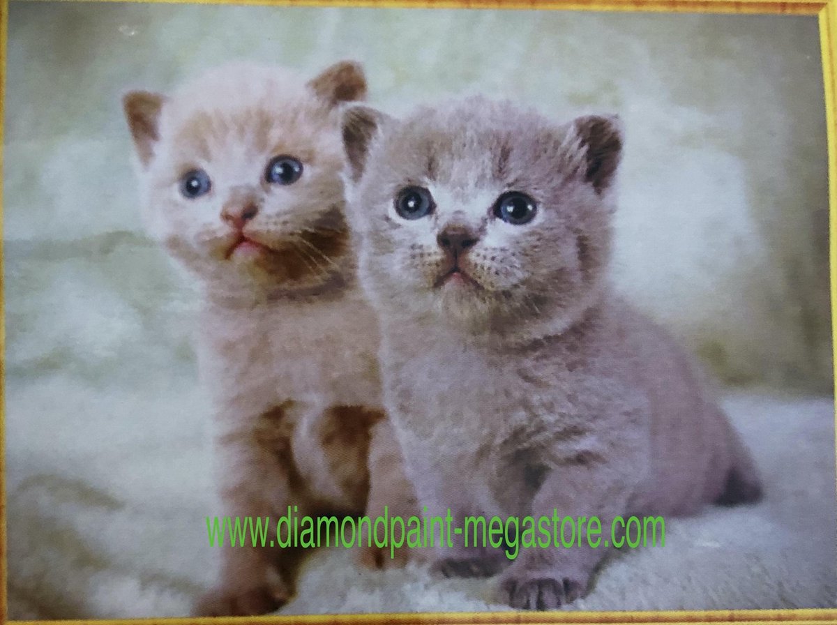 Lenks Diamond painting 2 kittens 40 X 50cm ronde steentjes full paint Diamond Paint
