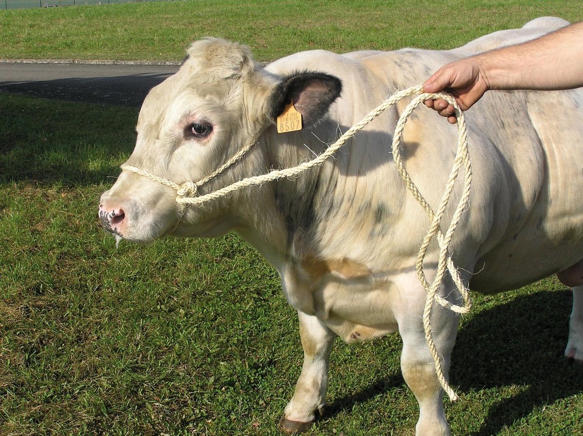 Koetouwhalster - incl. geslagen Koptouw