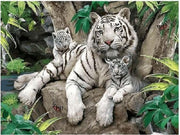 Paint By Numbers - Schilderen op Nummer - 3 Witte Tijgers - 40x50cm - Volwassenen & Kinderen - Stipco