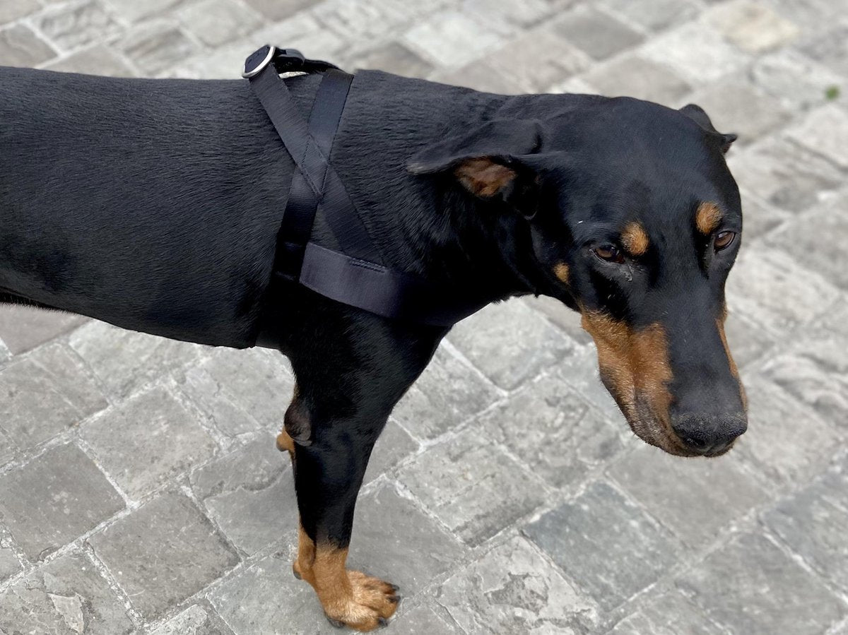 NORVEGIAN HARNESS L | Gold Caviar