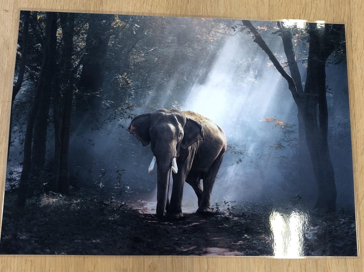 Cadeautip ! Dierenplacemats set van 4 stuks