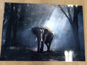 Cadeautip ! Dierenplacemats set van 4 stuks