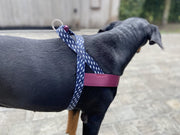 NORVEGIAN HARNESS L | Power Flow