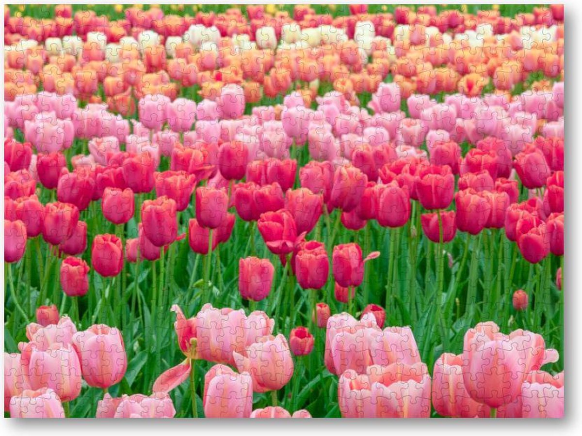Tulpenveld in Nederland - 500 Stukjes puzzel voor volwassenen - Landschap - Natuur - Bloemen