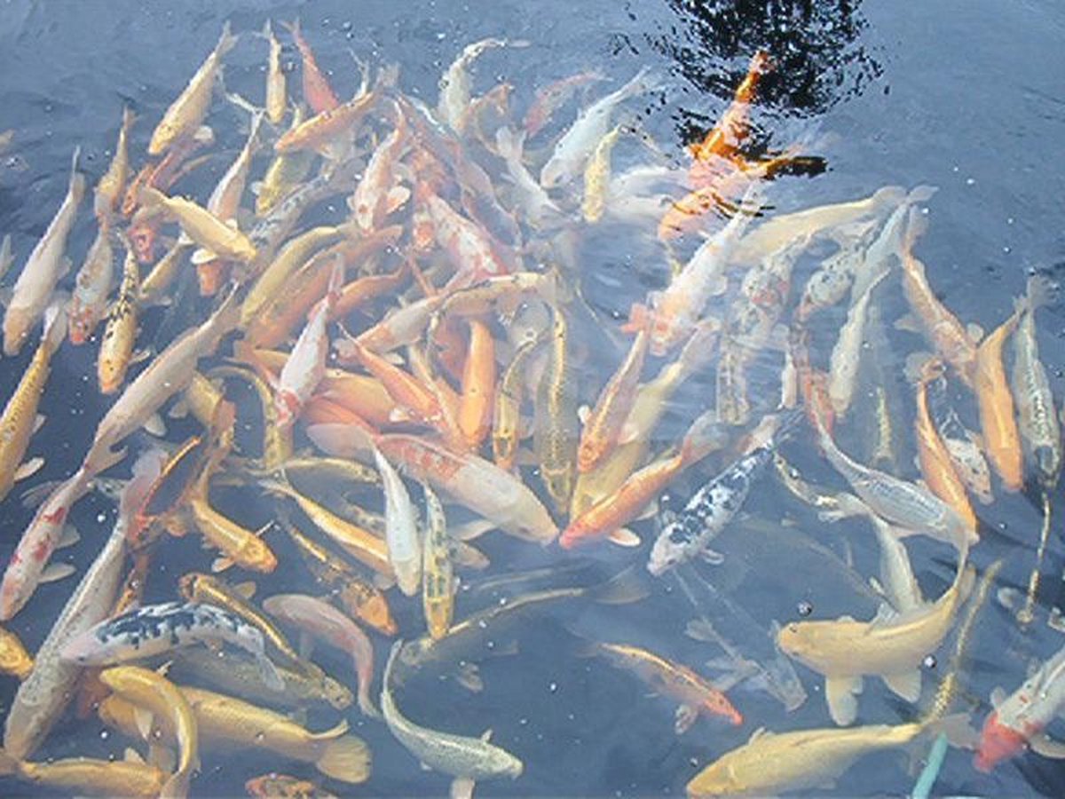 koivoer koikorrel voor een goede groei 6 mm 5kg met en proteïnegehalte van 40 % visvoer