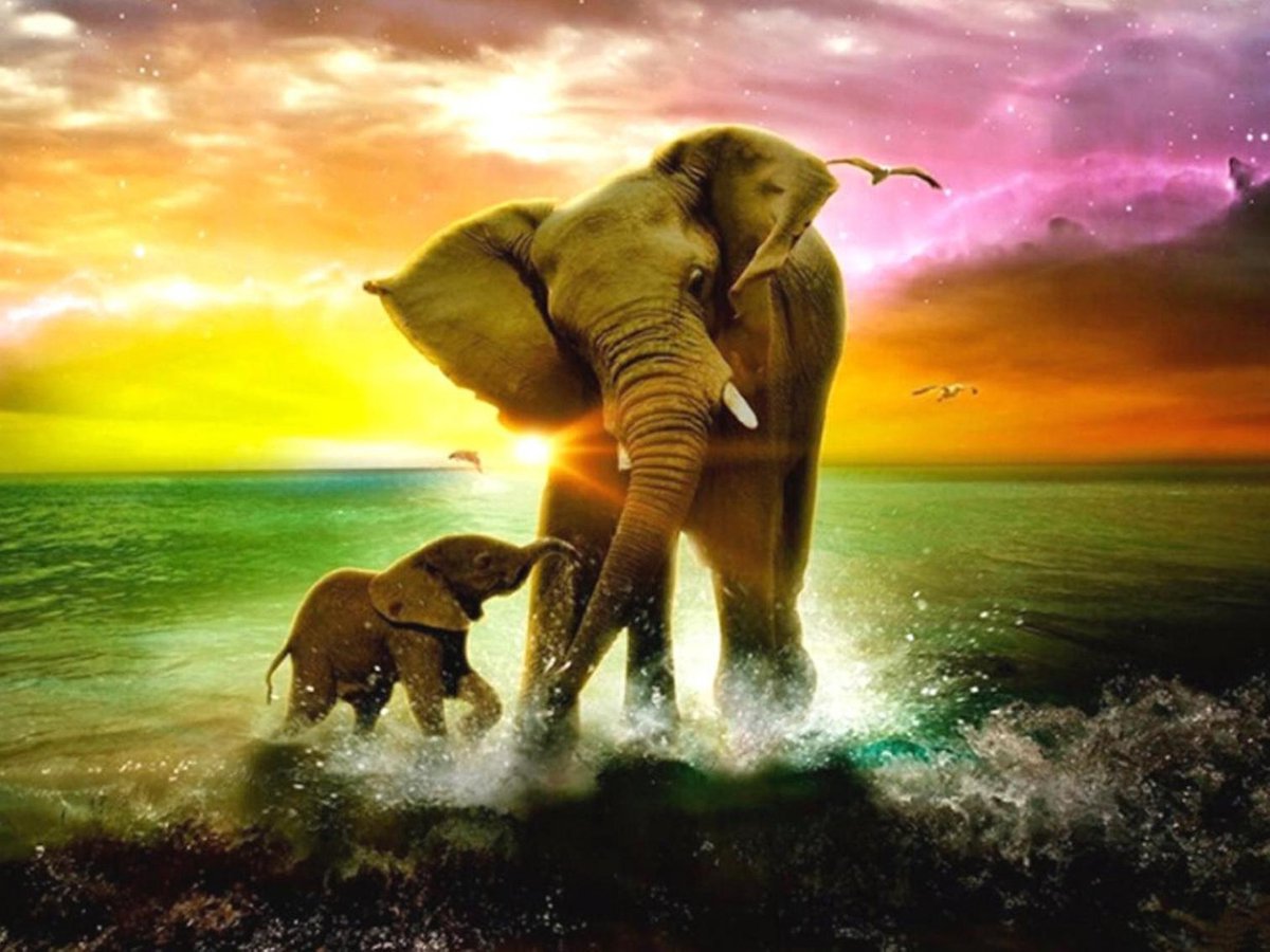 Vitamo™ Diamond Painting 50x40 cm - Compleet pakket - Vierkante steentjes - Volledige bedekking - Dieren - Strand - Baby olifant - Olifanten