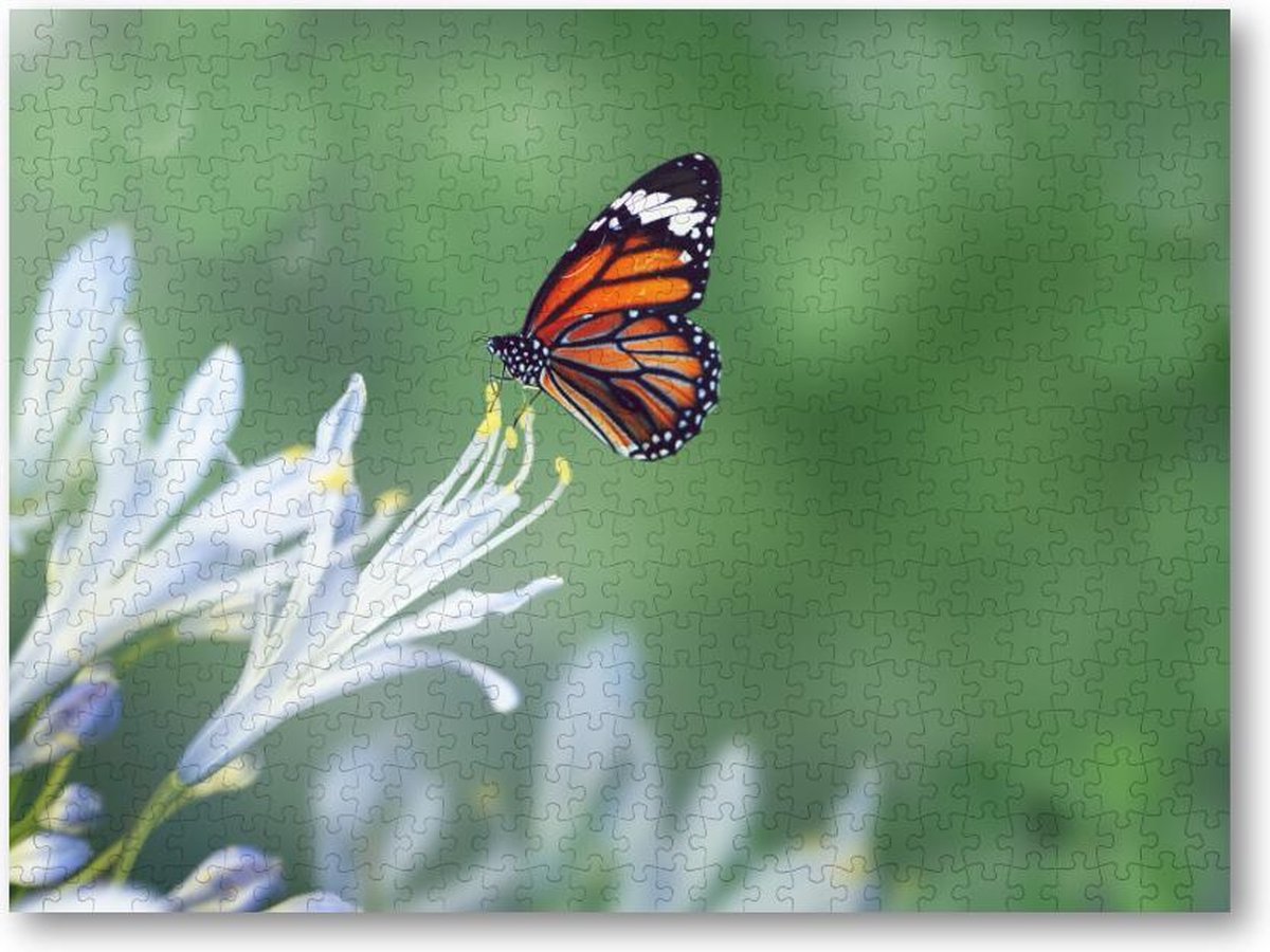 Vlinder - 500 Stukjes puzzel voor volwassenen - Dieren - Natuur