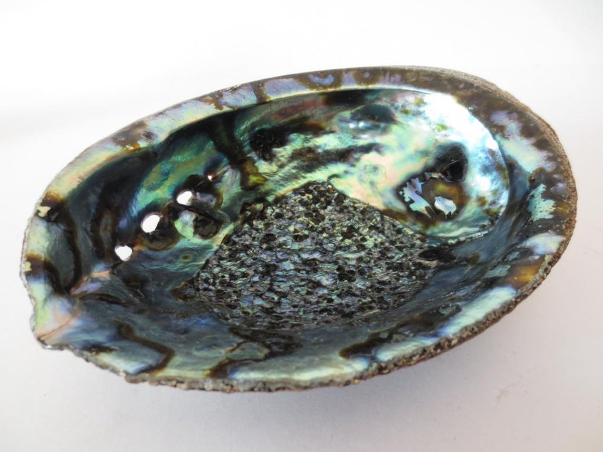 Abalone Schelp XL - circa 16cm bij 12cm - zeer fraai