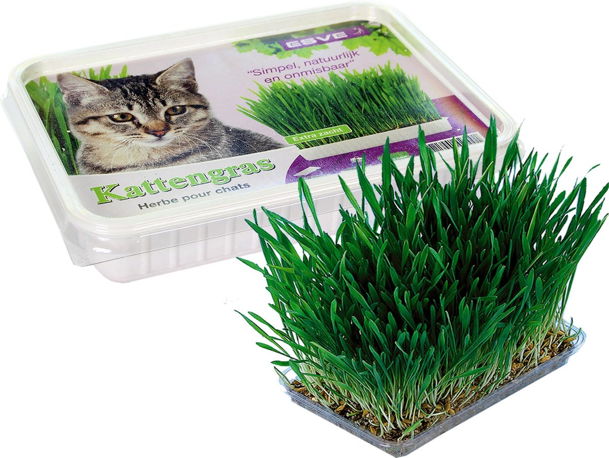 Kattengras extra zacht 2 x 120 gr - 2 doosjes om zelf kattengras te kweken