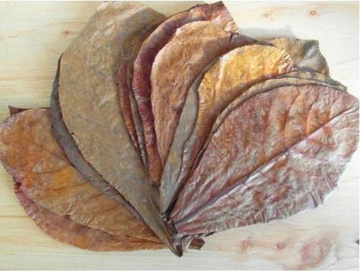 Catappa Bladeren (10 stuks)