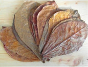 Catappa Bladeren (10 stuks)