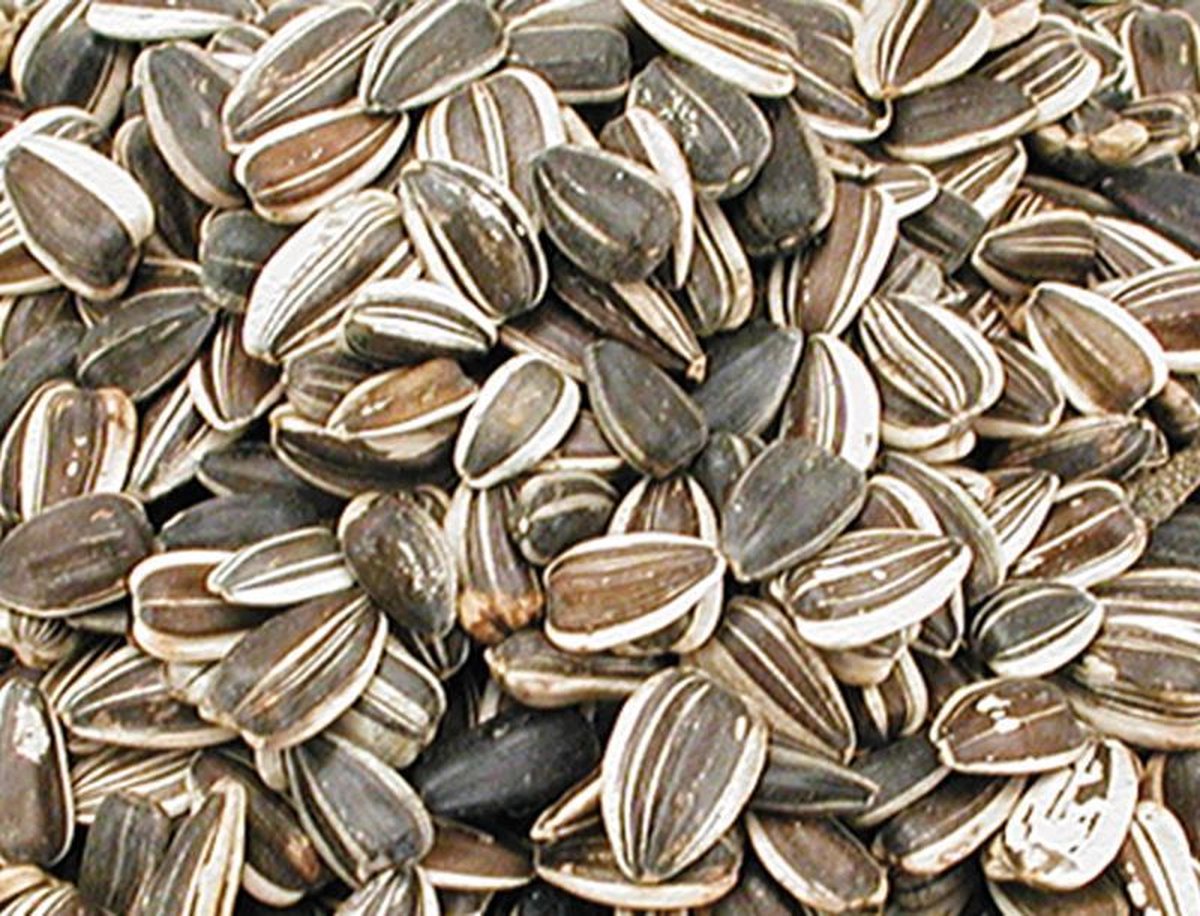Vadigran Zonnepitten Gestreept Groot - 10 Kg - Vogelvoer
